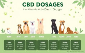 CBD dosage for dog size