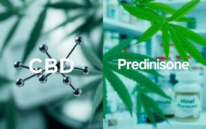 does cbd interact with prednisone