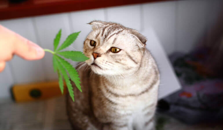 CBD Can Be Beneficial To Your Feline Friend – Learn How