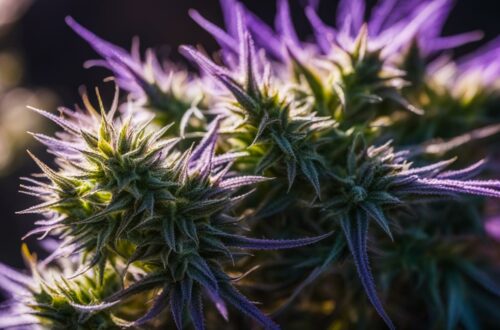 cbd flower how to use