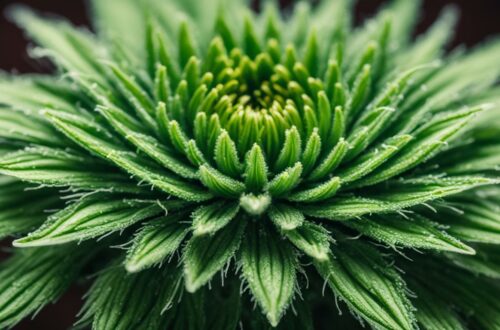 what is cbd flower made of